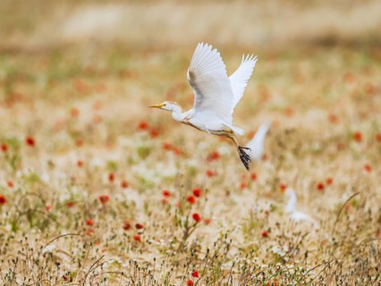 Cattle Egret, Bubulcus Ibis, bird in a field of grain and Red poppies