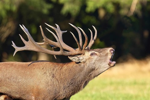 Red deer (Cervus elaphus) during the rutting season, a large stag roaring in a forest clearing,