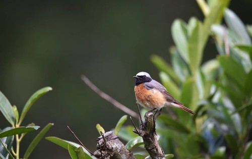 Redstart, (Phoenicurus phoenicurus) perches in the cherry laurel, (Prunus laurocerasus)