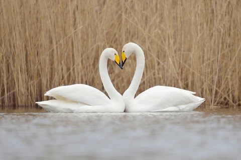 Symbol of love... Whooper swan (Cygnus cygnus), classic image of a swan's heart, whooper swans
