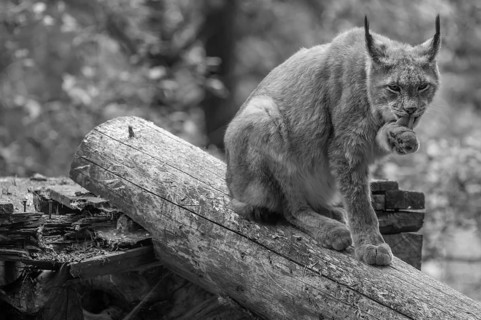 Eurasian lynx (Lynx lynx) licking its paw, wildlife park, Bavaria, Germany
