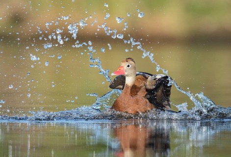 Black-bellied Whistling Duck (Dendrocygna autumnalis) bathing, Texas, USA