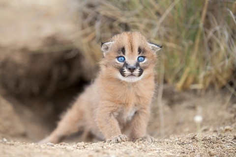 Caracal (Caracal caracal) cub at den, Castile-La Mancha, Spain