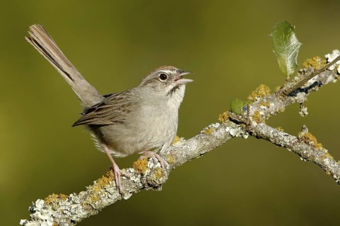 Rufous-crowned Sparrow (Aimophila ruficeps) singing, Texas, USA
