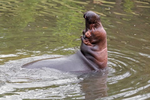 An adult male hippopotamus (Hippopotamus amphibius) shows aggression and defends its territory
