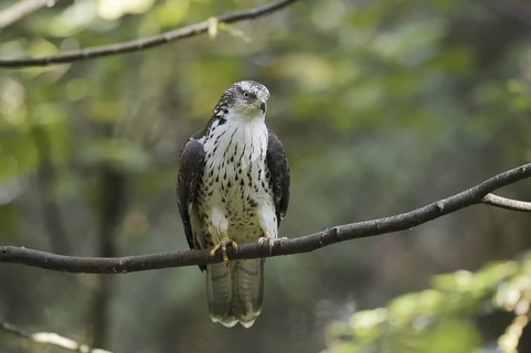 Honey buzzard (Pernis apivorus) sitting on a branch, North Rhine-Westphalia, Germany