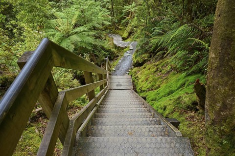 A wooden staircase leads through a green forest with ferns and dense foliage, summer, Lake