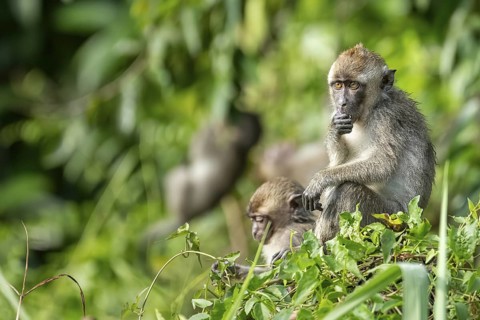 Javanese monkey (Macaca fascicularis), Kota Kinabatangan, Sabah, Malaysia