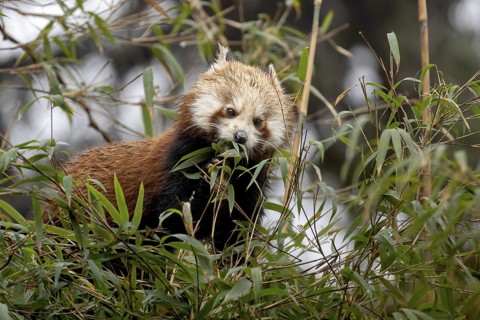 Western Red panda (Ailurus fulgens), feeding on bamboo, Singalila National Park, Gairibas, Jamuna,