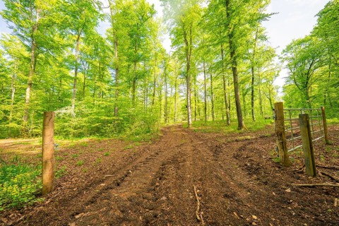 A muddy forest path leads through a green, peaceful forest in daylight, forest pasture project,