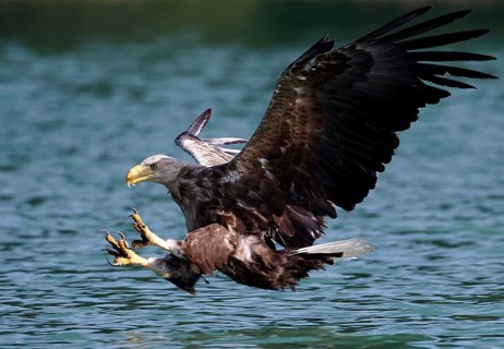 White-tailed Eagle (Haliaeetus albicilla) striking at fish, Mecklenburg-Western Pomerania, Germany