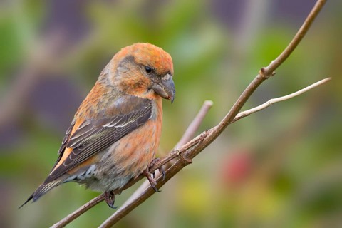 Parrot Crossbill - Kiefernkreuzschnabel - Loxia pytyopsittacus, Germany. male