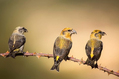 Red Crossbill (Loxia curvirostra) group perched on a branch, Aragon, Spain
