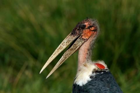 Afrikaanse Maraboe, Marabou Stork, Leptoptilos crumeniferus