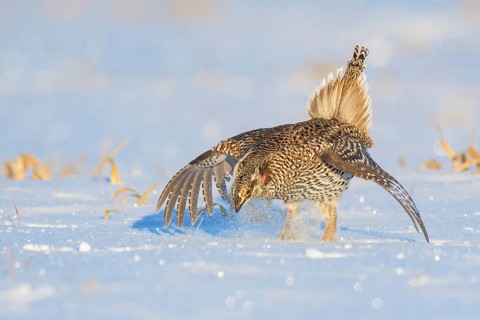Sharp-tailed Grouse (Tympanuchus phasianellus), Minnesota, USA