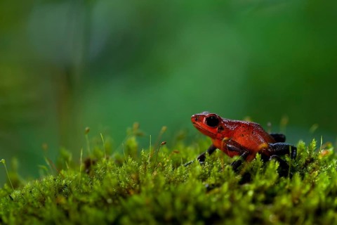 Strawberry poison frog (Oophaga pumilio), Costa Rica