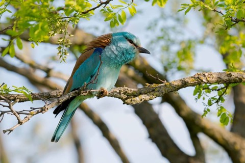 European Roller (Coracias garrulus) perched on a branch, Puszta, Hungary