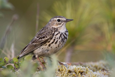 Meadow Pipit - Wiesenpieper - Anthus pratensis ssp. pratensis, Russia