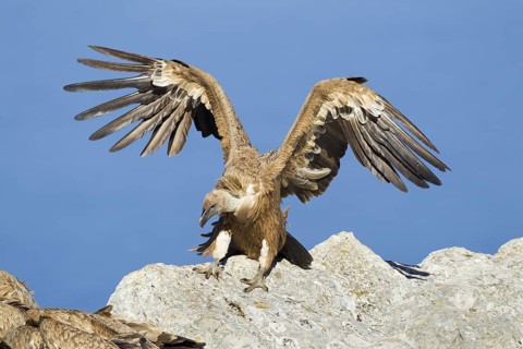 Griffon Vulture (Gyps fulvus), Mallorca, Spain