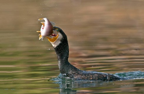 Great Cormorant (Phalacrocorax carbo) with Eurasian perch (Perca fluviatilis) prey in beak,