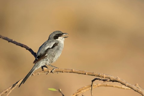Southern Grey Shrike (Lanius meridionalis) calling from a branch, Lanzarote, Spain