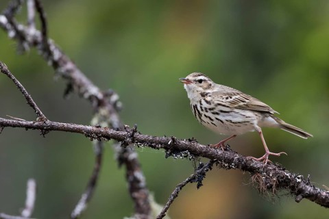 Olive-backed Pipit - Waldpieper - Anthus hodgsoni ssp. yunnanensis, Russia