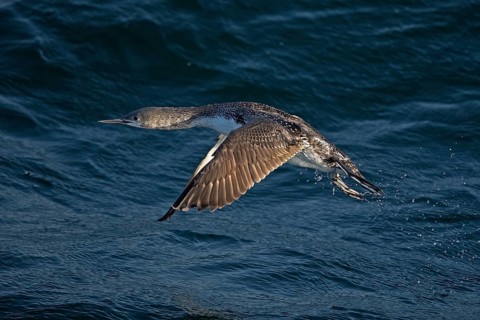 Sterntaucher (Gavia stellata) juvenile flying, North Sea, Germany