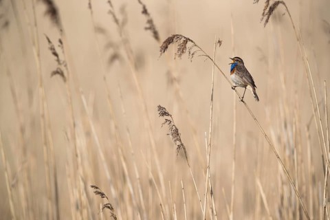 Bluethroat (Luscinia svecica cyanecula) male singing in reed, Mecklenburg-Western Pomerania,