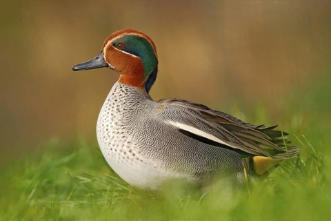 Camnon Teal, Anas crecca, nice duck with rusty head, in green grass. Spring bird near the water.