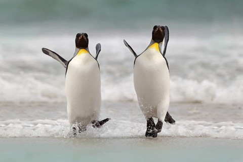 Wild bird in the water. Big King penguin jumps out of the blue water after swimming through the
