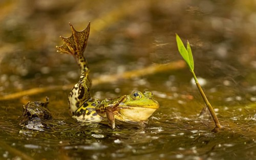 Teichfrosch (Pelophylax)