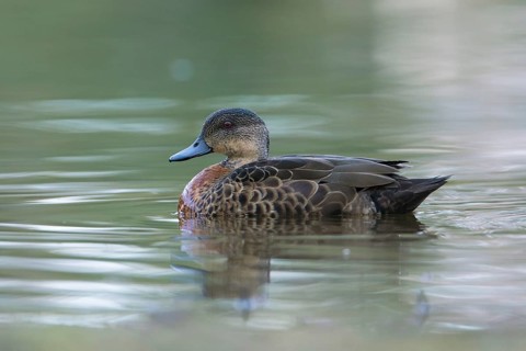 Chestnut Teal (Anas castanea) young male, Victoria, Australia