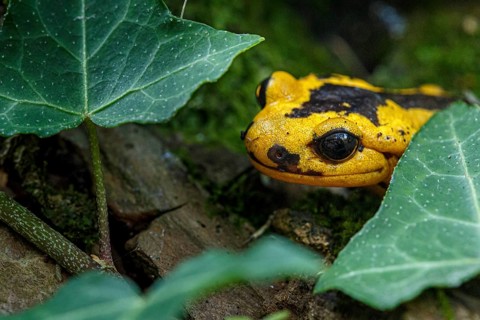 Fire Salamander (Salamandra salamandra bernardezi), endemic subspecies of a few points in north