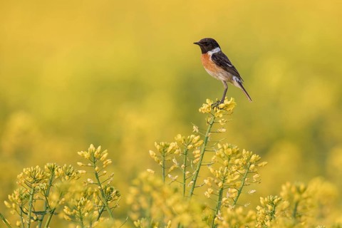 European Stonechat (Saxicola rubicola) male perched in a rape field, Poland