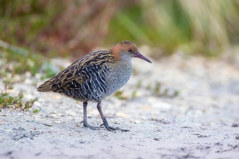 Lewin's Rail (Lewinia pectoralis) male, Victoria, Australia
