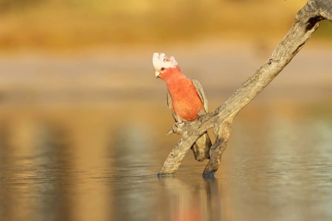 Galah (Eolophus roseicapilla) female at a waterhole, Victoria, Australia