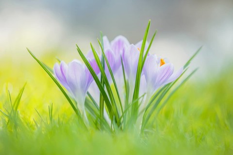 Krokus, Crocus Crocus, Crocus