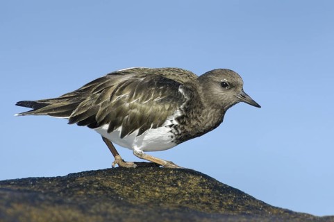 Black Turnstone (Arenaria melanocephala), California, USA