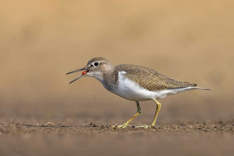 Common Sandpiper (Actitis hypoleucos) foraging, North Rhine-Westphalia, Germany