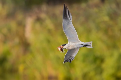 Caspian Tern (Hydroprogne caspia) flying with captured fish prey in its beak, National Park