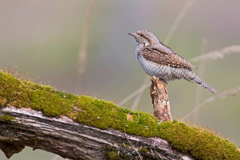 Eurasian Wryneck (Jynx torquilla), Saxony-Anhalt, Germany