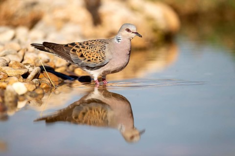 European Turtle Dove (Streptopelia turtur) at a waterhole, Castile-La Mancha, Spain
