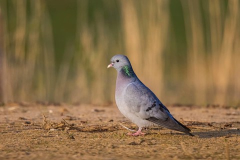 Stock Dove (Columba oenas) male, North Rhine-Westphalia, Germany
