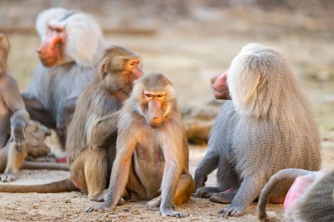 Hamadryas baboon (Papio hamadryas) group sitting, captive, Zoo Augsburg, Germany