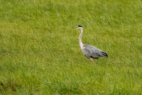 Grey heron (Ardea cinerea), Vulkaneifel, Rhineland-Palatinate, Germany