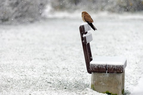 Kestrel (Falco tinnunculus), female using a park bench as a lookout during heavy snowfall, North