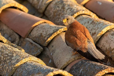 Lesser Kestrel (Falco naumanni) male on a roof, Castile-La Mancha, Spain
