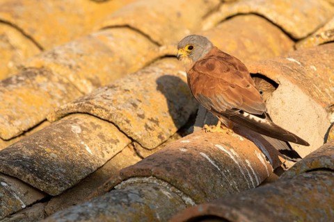 Lesser Kestrel (Falco naumanni) male on a roof, Castile-La Mancha, Spain