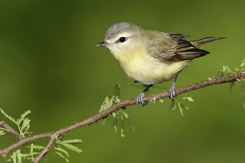 Philadelphia Vireo (Vireo philadelphicus), Texas, USA