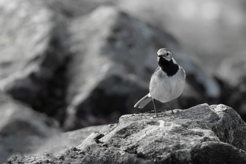 White Wagtail (Motacilla alba), Dalarna, Sweden